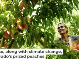 Colorado’s peach industry is threatened by a fungal disease. Helen H. Richardson/The Denver Post via Getty Images